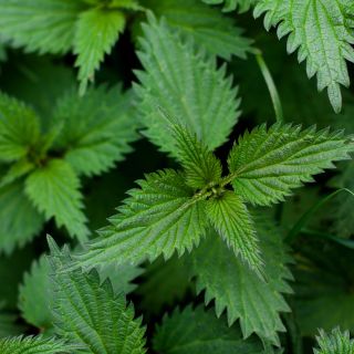 Extrakt z kořene kopřivy dvoudomé (Urtica dioica)